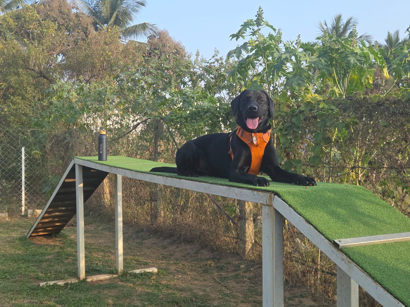 Phantom, a black Labrador in an orange harness, lying calmly on a training dog-walk at an outdoor agility field