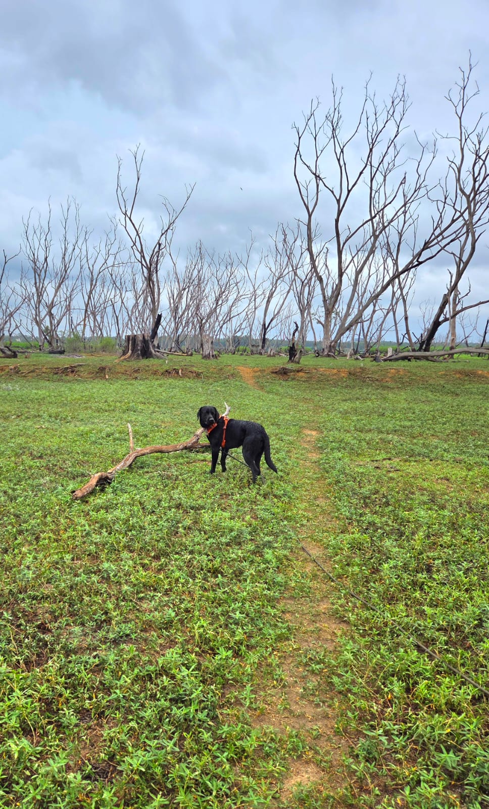 Phantom, a black Labrador in an orange harness, standing on a leash in an open field